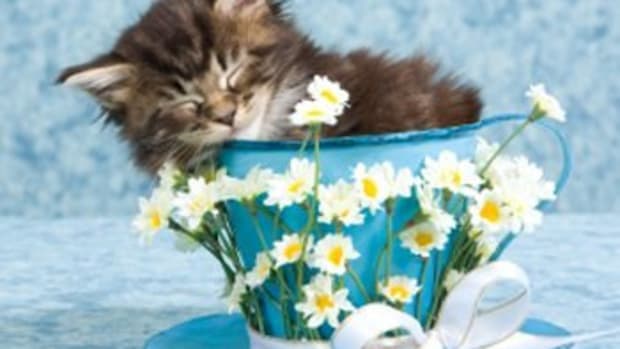 kitten teacup