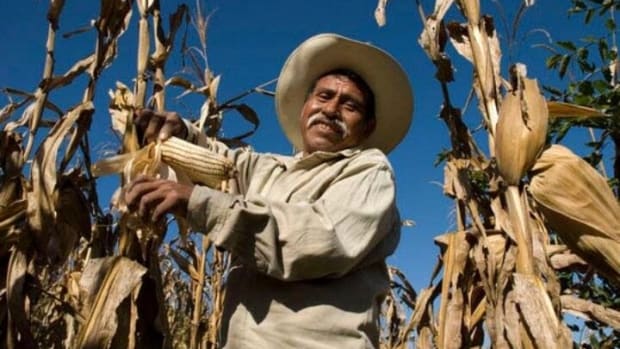 Mexico Rescinds Monsanto GMO Permit