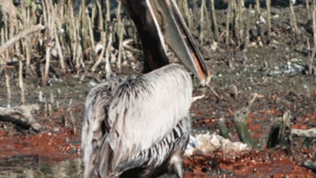 oily pelican