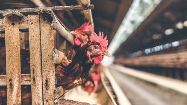 May 4th is Chickens Day: Reflecting on the Meat Industry