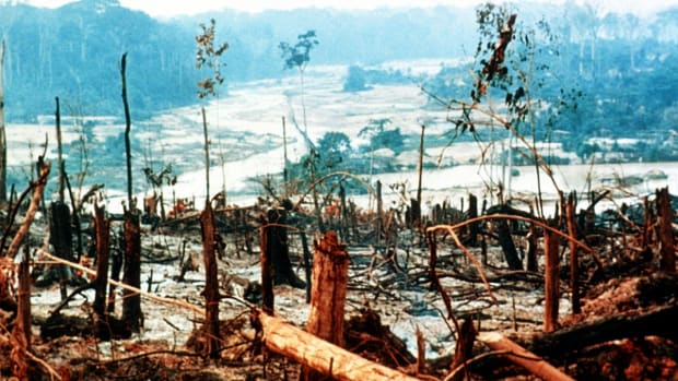 amazon deforestation 1200