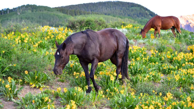 Wild Horses Brutally Uprooted, Non-Native Private Livestock Preferred