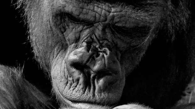 Human Parenting: A Humbling, Enlightening Experience