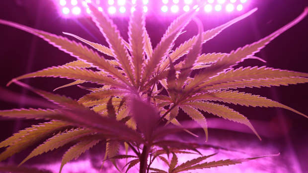 Cannabis - LA Progressive