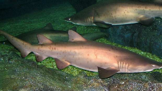 The Most Misunderstood Shark: How Sand Tigers Defy Fear and Threats  