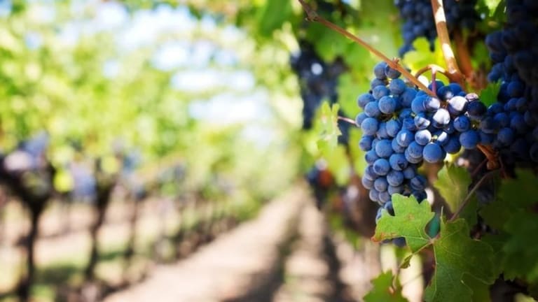 The Best Napa Cabernet Sauvignon Wineries You Should Know