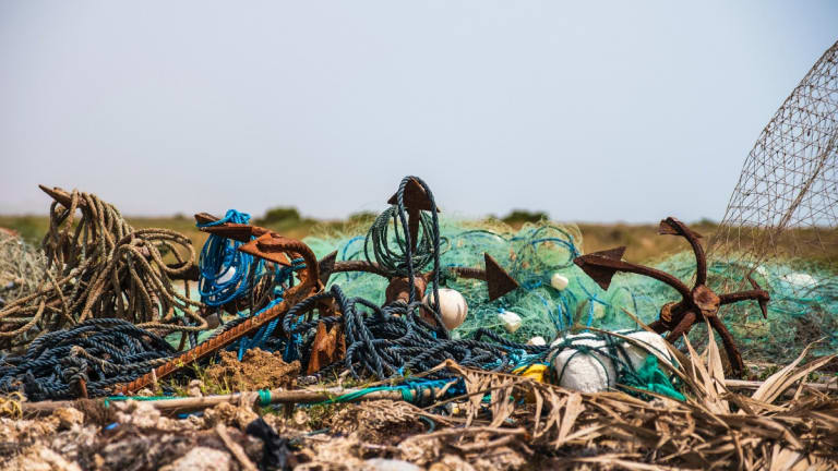 Hiking Along the Wrack Line