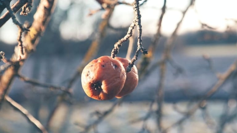 Not Just a Few Rotten Apples