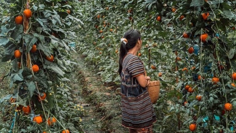 If Farmworkers Are “Essential,” Why Are They Treated So Badly?