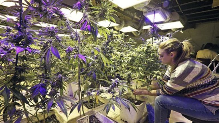 War on Weed Winding Down: Will Monsanto Be the Winner?
