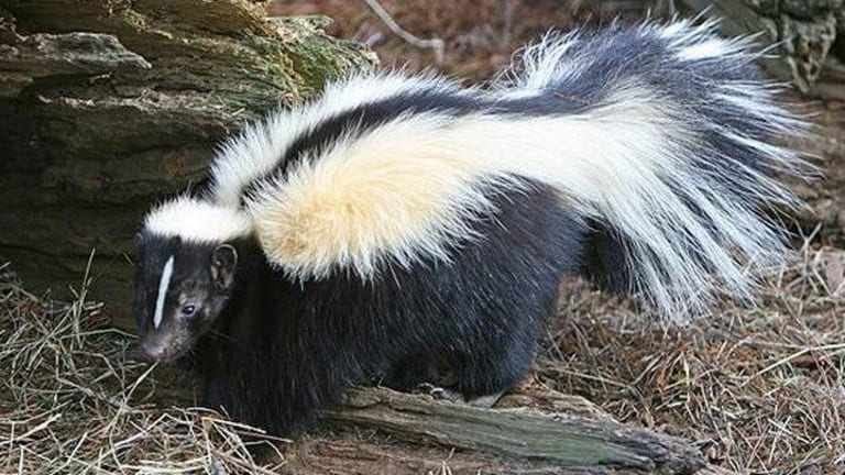 The Skunk Sprayed the Stink