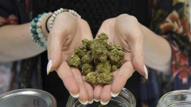 Trumping Pot: Will State Legalization Laws Survive?