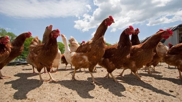 Why This Farmer Went From Raising Chickens to Growing Industrial Hemp