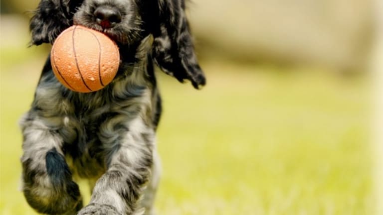 What Are the Best Pet Hotels in Los Angeles?
