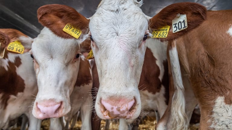 COP26 Failed to Address Agriculture's Huge Role