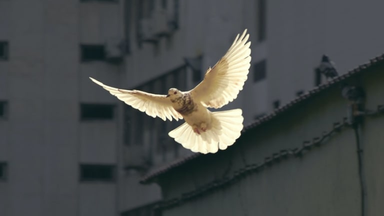 Netanyahu Stronger After the Cease-Fire