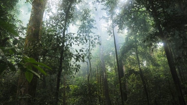 California’s Market-Based Plan to Protect Tropical Forests