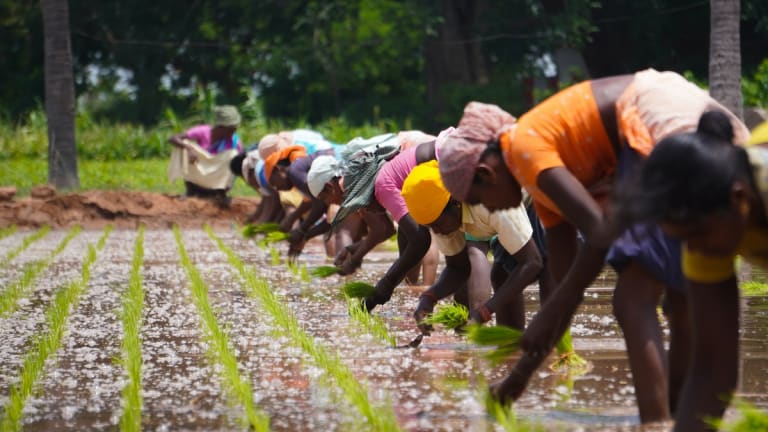 Indian Farmers Defend Rights of Farmers Everywhere