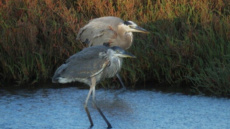 This Changes Everything: Ballona Wetlands to Get its Rainwater Back!
