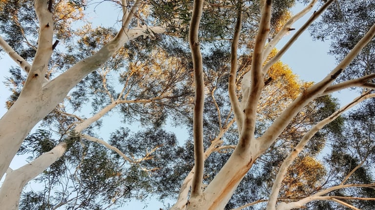 Nature-Based Climate Solutions Will Only Make Rich People Even Richer