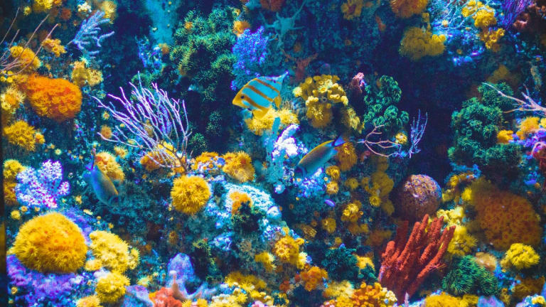 As Tourism Returns, Don't Let Cruise Companies Destroy Coral Reefs