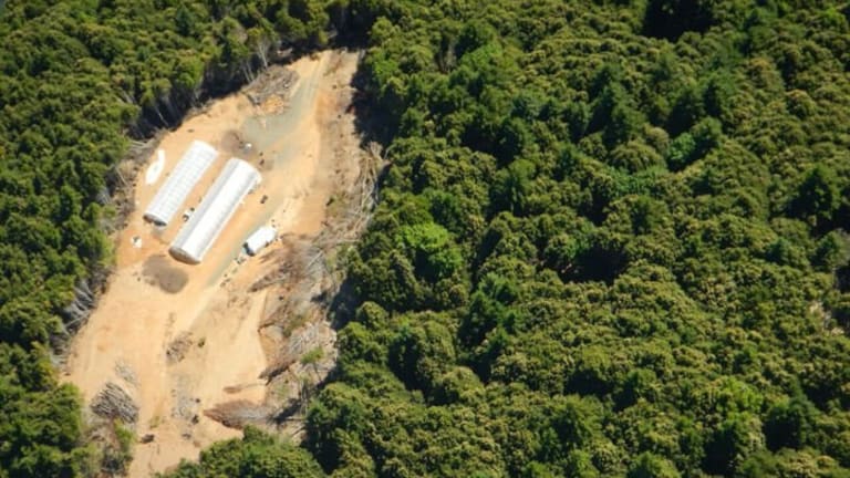 High Times: Marijuana Growing and the Environment