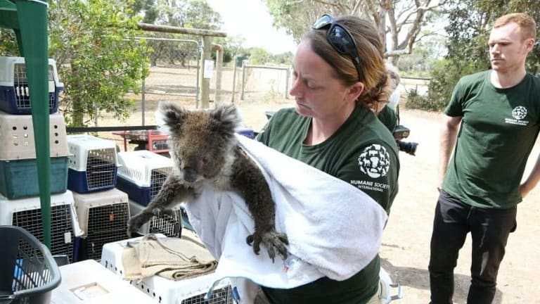 Wildfires Can Reduce Biodiversity—Can Biodiversity Be Used to Reduce Wildfires?