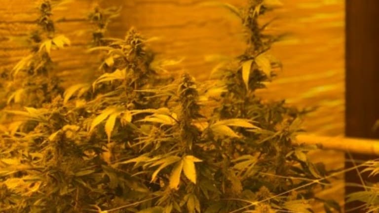 Full Spectrum CBD
