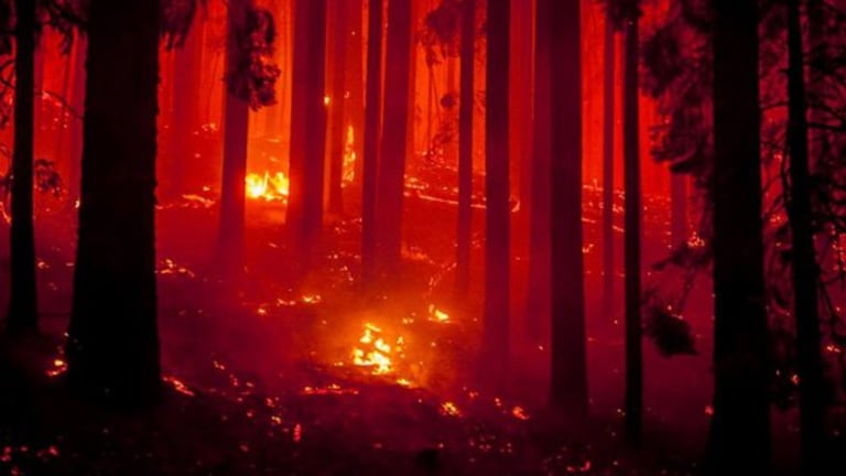 Fire Ecology vs Timber Economy