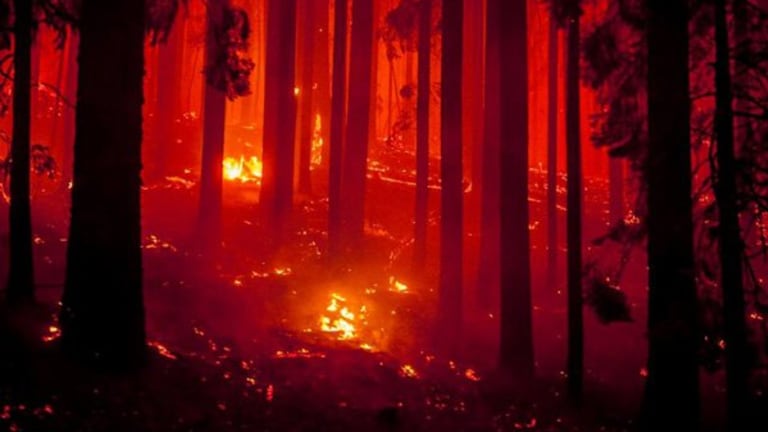 Fire Ecology vs Timber Economy