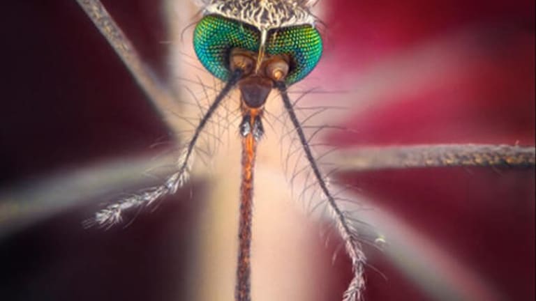 Free Riders and Parasites
