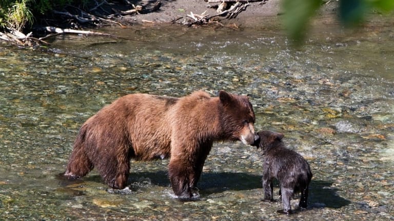 Killing Bears — Trump’s Gift to Hunters