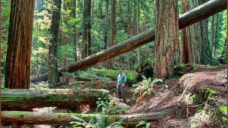 Save Jackson State Forest, Stop the Logging