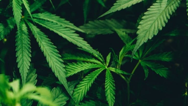 United Nations: Cannabis No Longer Schedule IV
