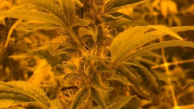 Marijuana: Is New Jersey the Next to Legalize?