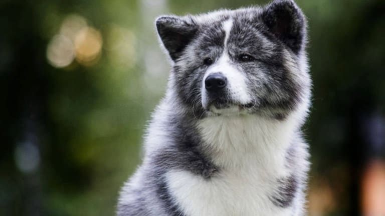 Buying American Akita Dog Breeds: How to Find Breeders