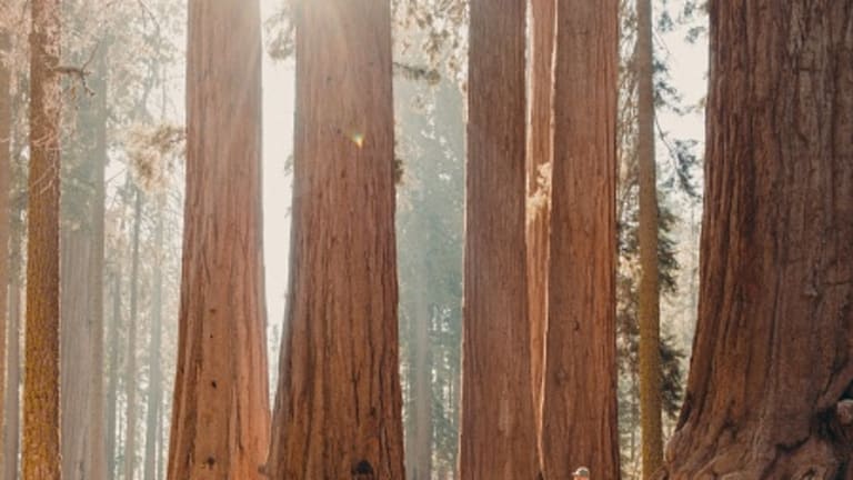 Seventy Feet Up an Ancient Redwood