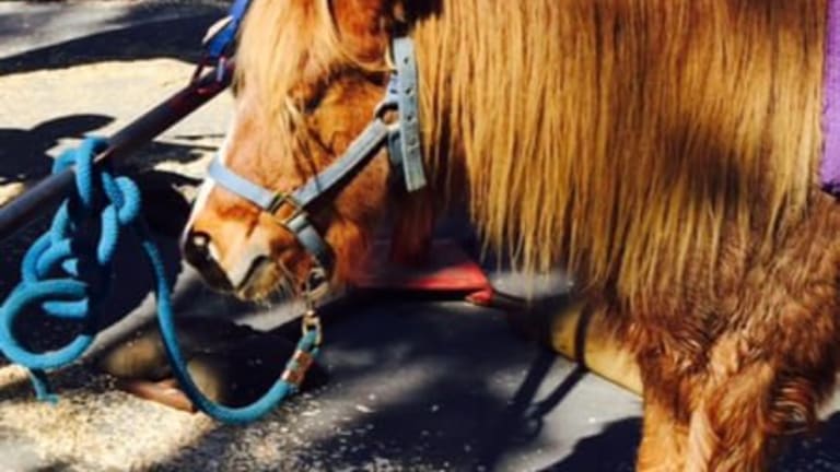 Journalists, Animal Defenders Support Santa Monica "Pony Ride" Activist