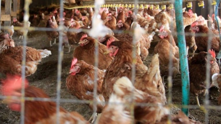 Poultry Industry Workers Score Win Over Bosses