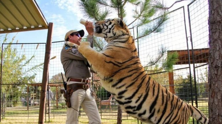 Big Cat Public Safety Act Gets Celebrity Backing in Wake of Netflix’s Tiger King