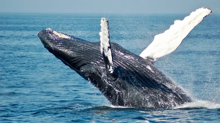 Whales Will Save Climate — Unless the Military Destroys Them First