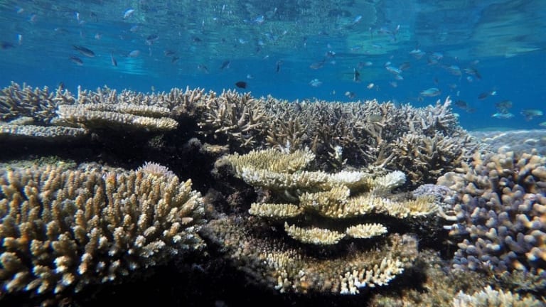 Oceans Without Coral Reefs: The Coming Catastrophe