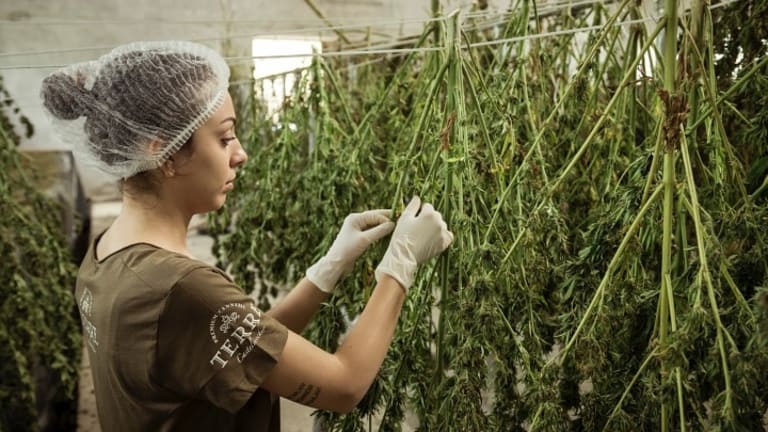 Marijuana Reform Initiative Stands Its Ground