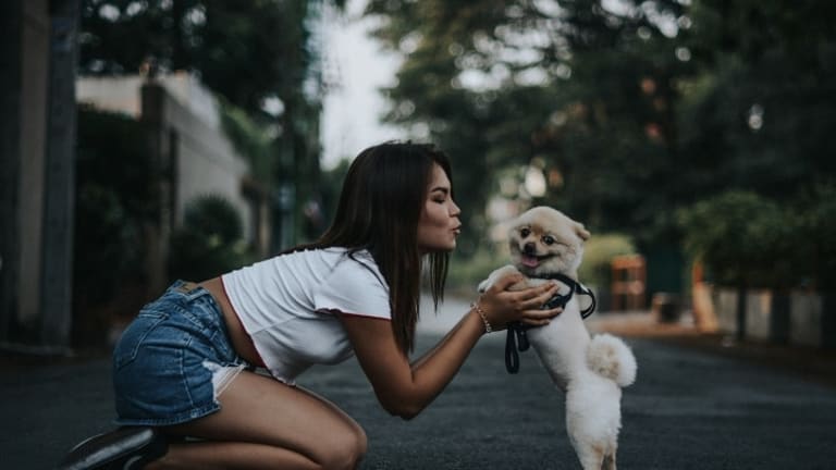 How to Report Animal Cruelty