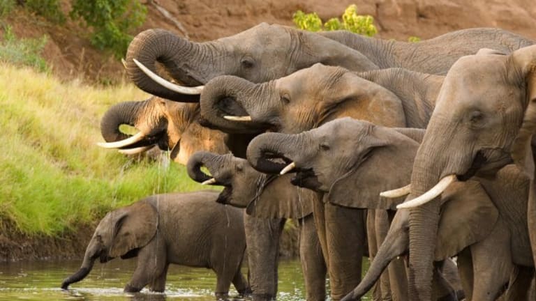 Elephants, Environment, and Extinction