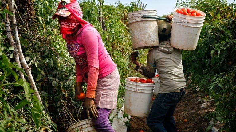 California Farmworkers at Risk