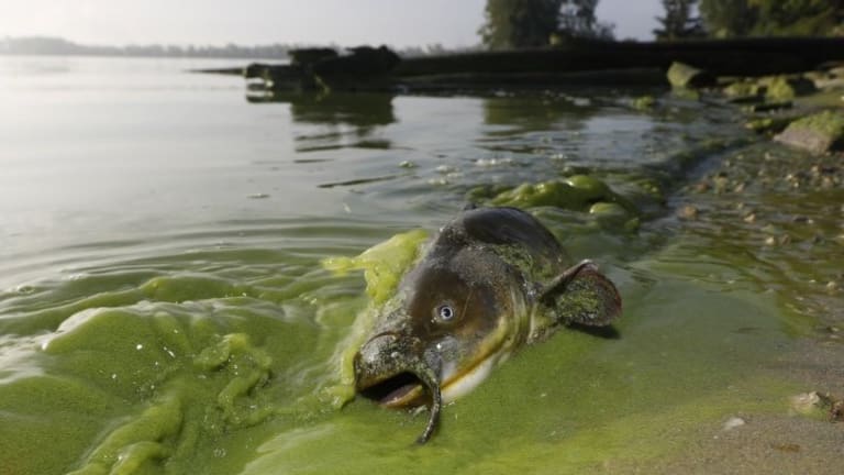 The Battle for Rights of Nature Heats Up in the Great Lakes