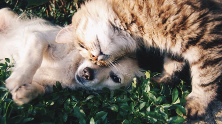 Top 7 Advices in Preventing Cruelty to Animals