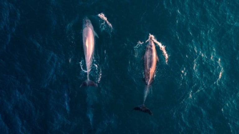 Watching a Harpooned Whale Die Right Before Your Eyes