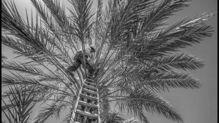 Coachella Rising: Aging Farmworkers, Unions, Organic Mangos & the Salton Sea